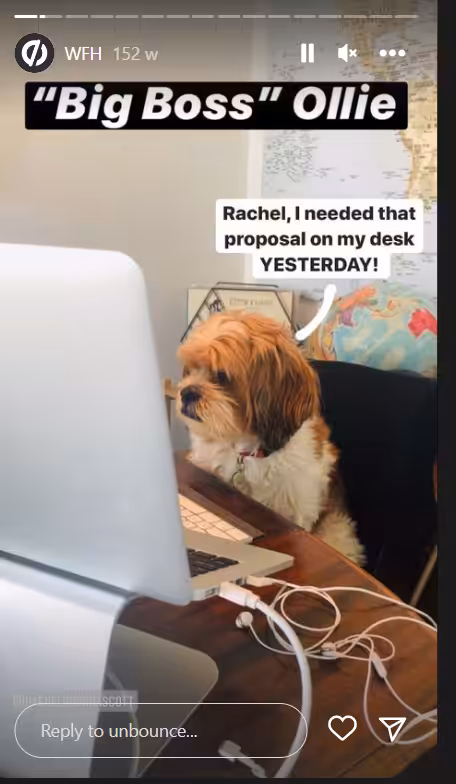 20+ Cool Instagram Story Ideas to Revamp Post Engagement in 2026 15 show off your pets