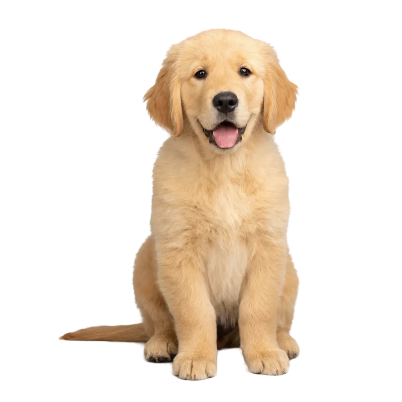 The puppy cut out by Remove background, on a transparent background
